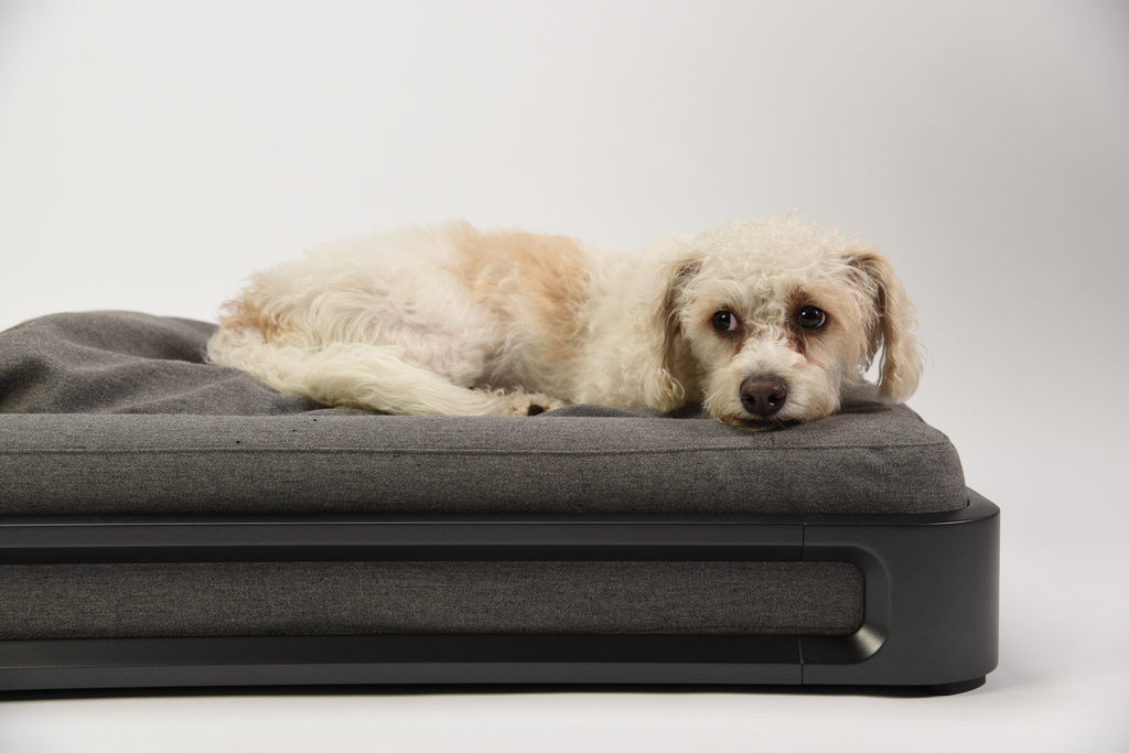 Hound Bed